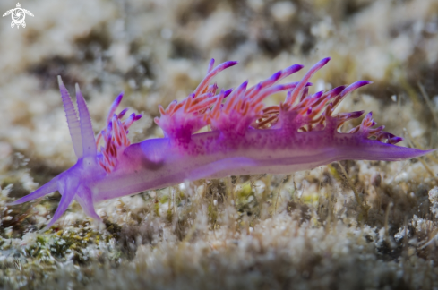 A  Flabellina |  Flabellina