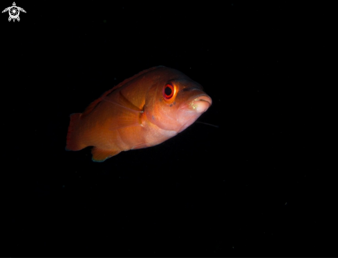 A Labrus mixtus (female)