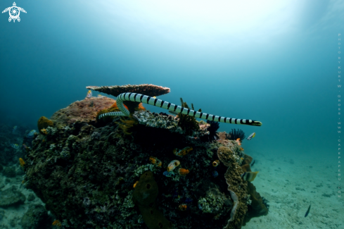 A Laticauda colubrina, Seeschlange | Snake