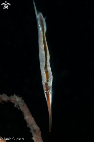 A Aeoliscus strigatus | Razor fish