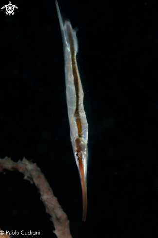 A Razor fish