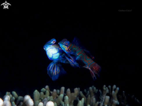 A Mandarin Fish