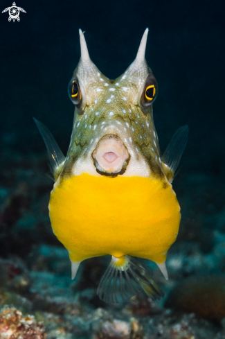 A Longhorn cowfish