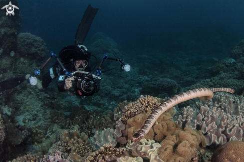 A Hooknose Seasnake and @gutsytuason