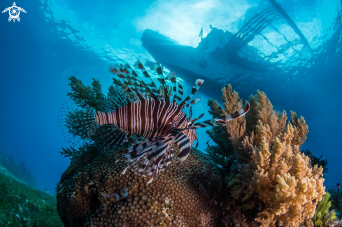 A Lionfish