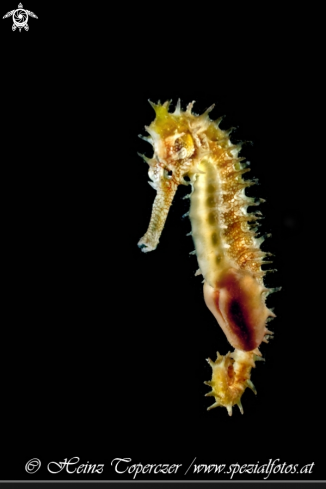 A seahorse