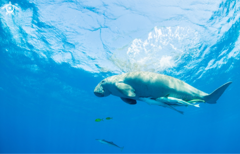 A Dugong