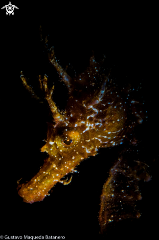 A Seahorse portrait