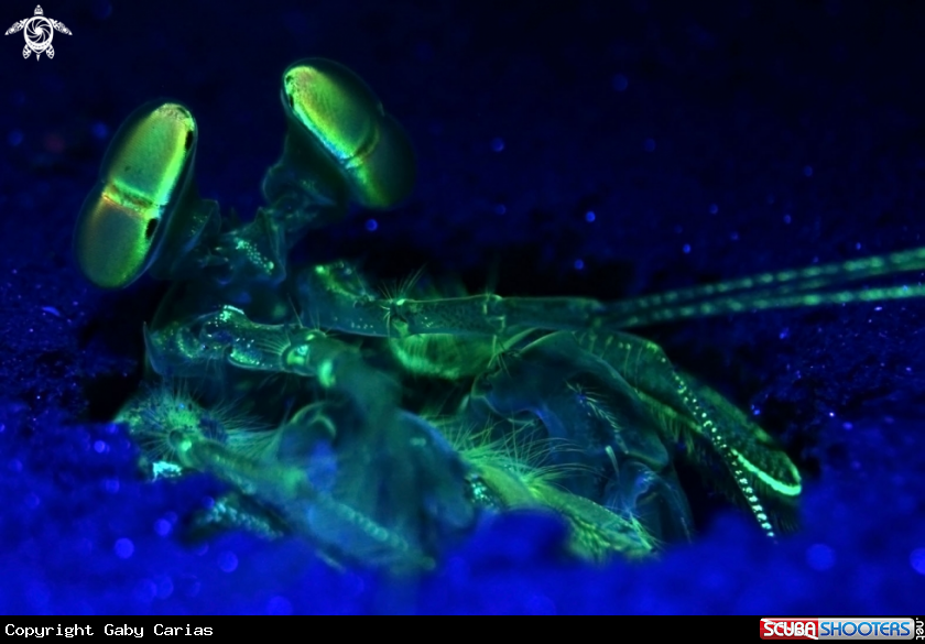 A camarón mantis