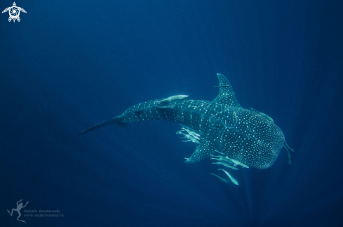 A Whale shark