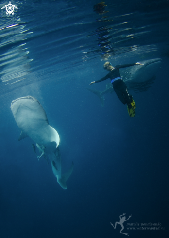 A Whale shark