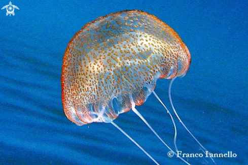 A Pelagia noctiluca | Medusa