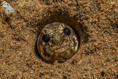 A Jawfish