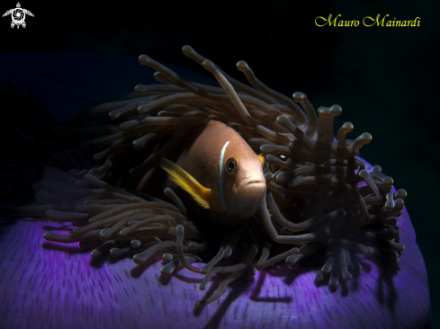 A clownfish and anemone