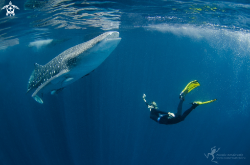 A Whale shark