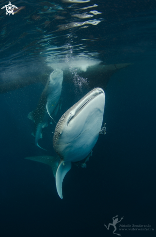 A Whale shark