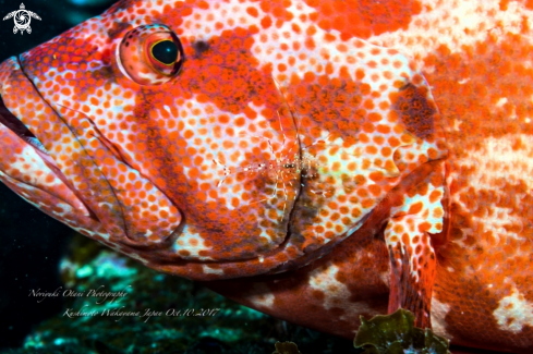 A Cephalopholis sonnerati (Valenciennes, 1828) and Urocaridella antonbruunii (Bruce, 1967) Kushimoto  | Tomato hind and clear cleaner shrimp 