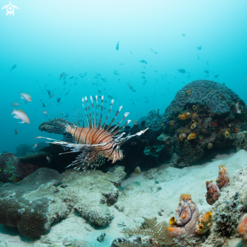 A lionfish