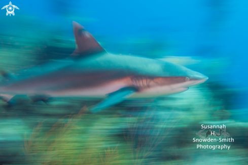 A Carcharhinus perezii | Caribbean Reef Shark