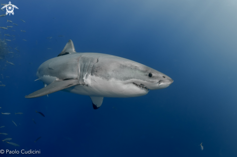 A Great White Shark