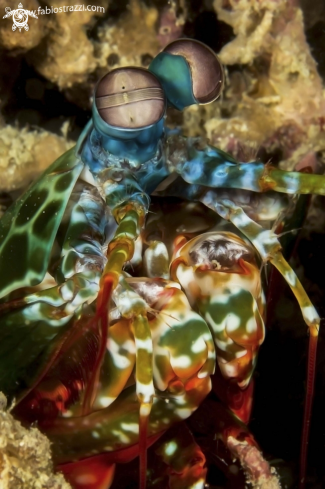 A Mantis shrimp