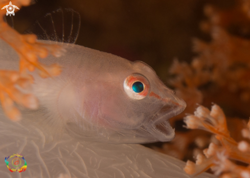 A Pleurosicya boldinghi | Soft coral ghost goby