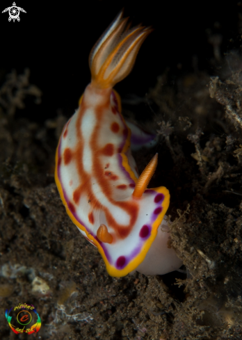 A Hpselodoris kaname