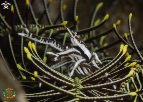 A Elegant crinoid squat lobster 