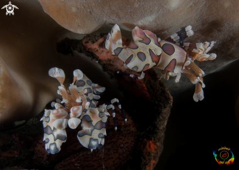 A  Harlequin shrimp