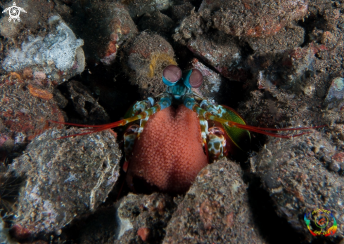 A Peacock mantis shrimp