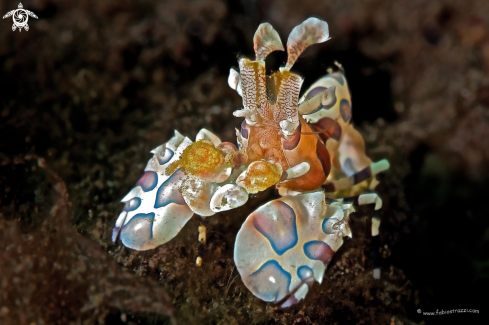 A Arlequin shrimp