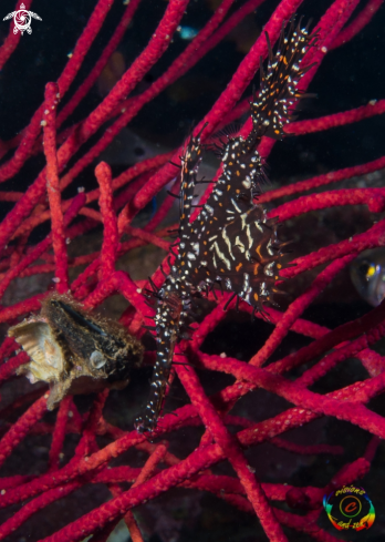 A Solenostomus cyanopterus | Robust ghost pipefish