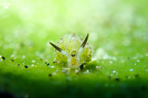 A Little leaf-sheep nudibranch 