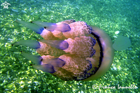 A  Rhizostoma pulmo | Polmone di mare