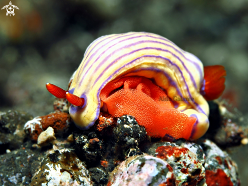 A Nudibranch