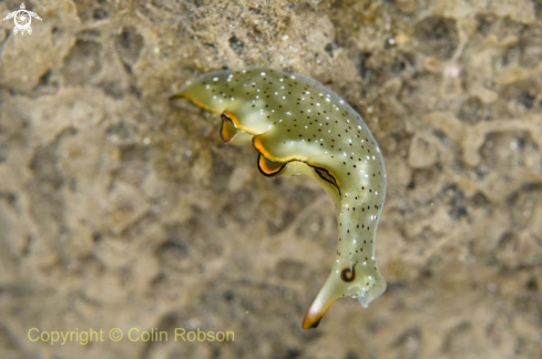 A sea slug