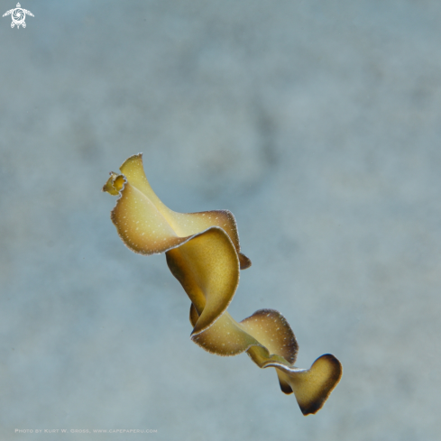 A Flatworm