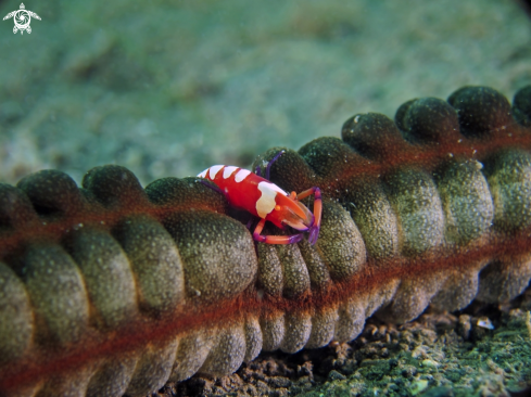 A Emperor shrimp