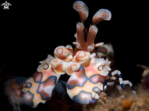 A Harlequin Shrimp