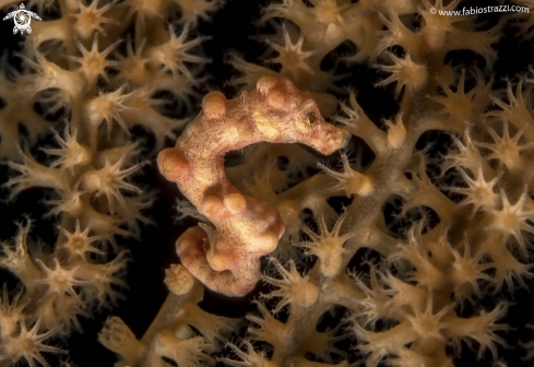 A Pigmy seahorse