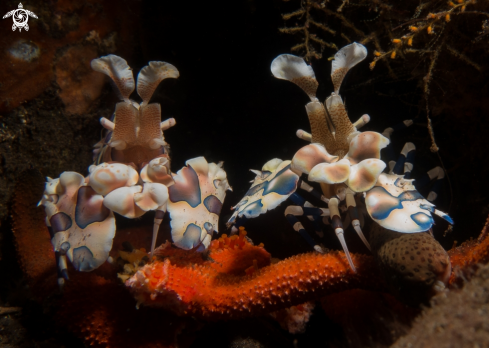 A Harlequin shrimp