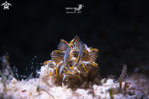 A Tiger Butterfly Nudibranch