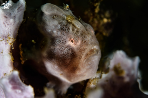 A Antennarius pictus | Painted frogfish