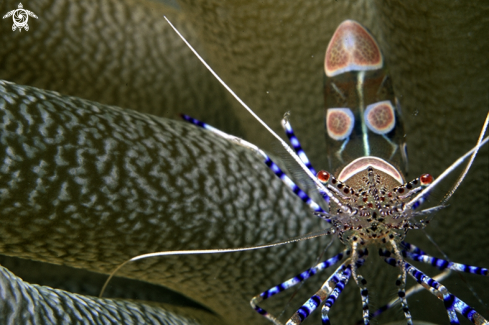 A Cleaner shrimp