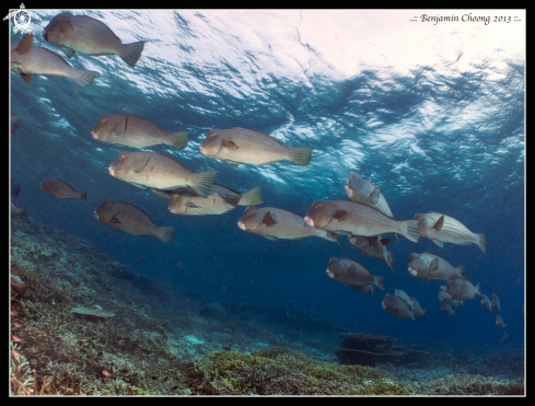 A Bumphead Parrot FIsh