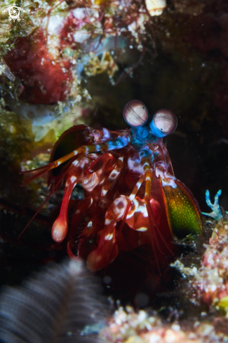 A Odontodactylus scyllarus | PEACOCK MANTIS SHRIMP