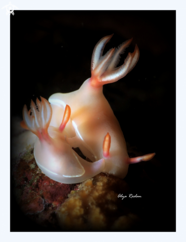 A Hypselodoris Bullockii | Nudibranch