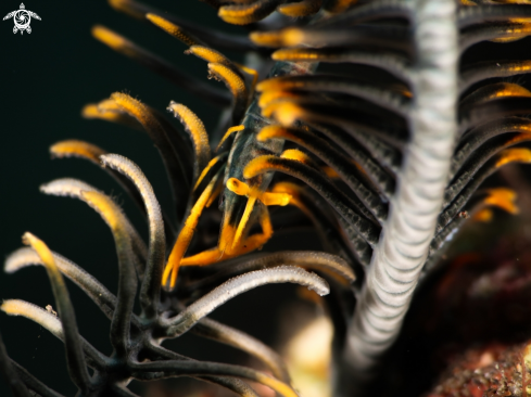 A Crinoid Shrimp