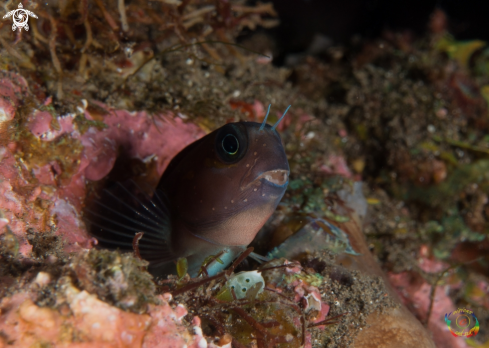 A Lyre-tail combtooth blenny  