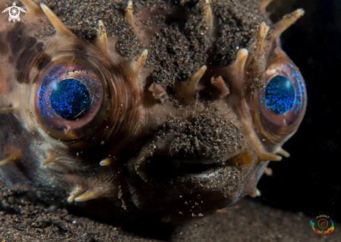 A Rounded porcupinefish